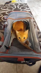 Mr. Peanut's Gold Series Standard Size Airline Compliant Pet Carrier